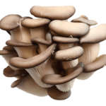 Imagen detalle PLEUROTUS OSTREATUS