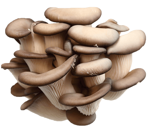 Imagen detalle PLEUROTUS OSTREATUS