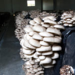 Imagen detalle PLEUROTUS  OSTREATUS