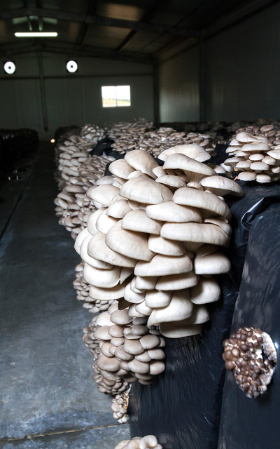 Imagen detalle PLEUROTUS  OSTREATUS