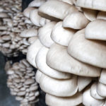 Imagen detalle PLEUROTUS  OSTREATUS