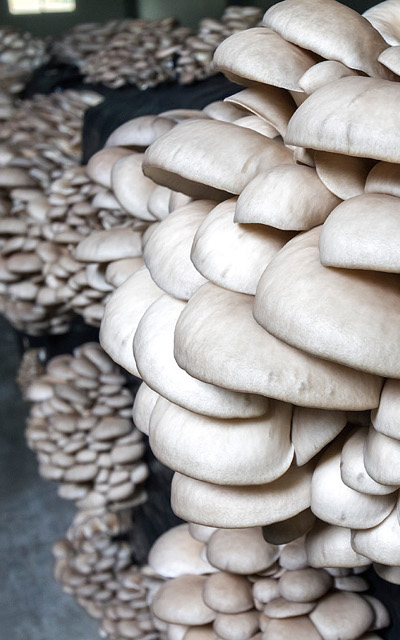 Imagen detalle PLEUROTUS  OSTREATUS